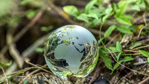 深入解读2024年CDP问卷中的生物多样性问题